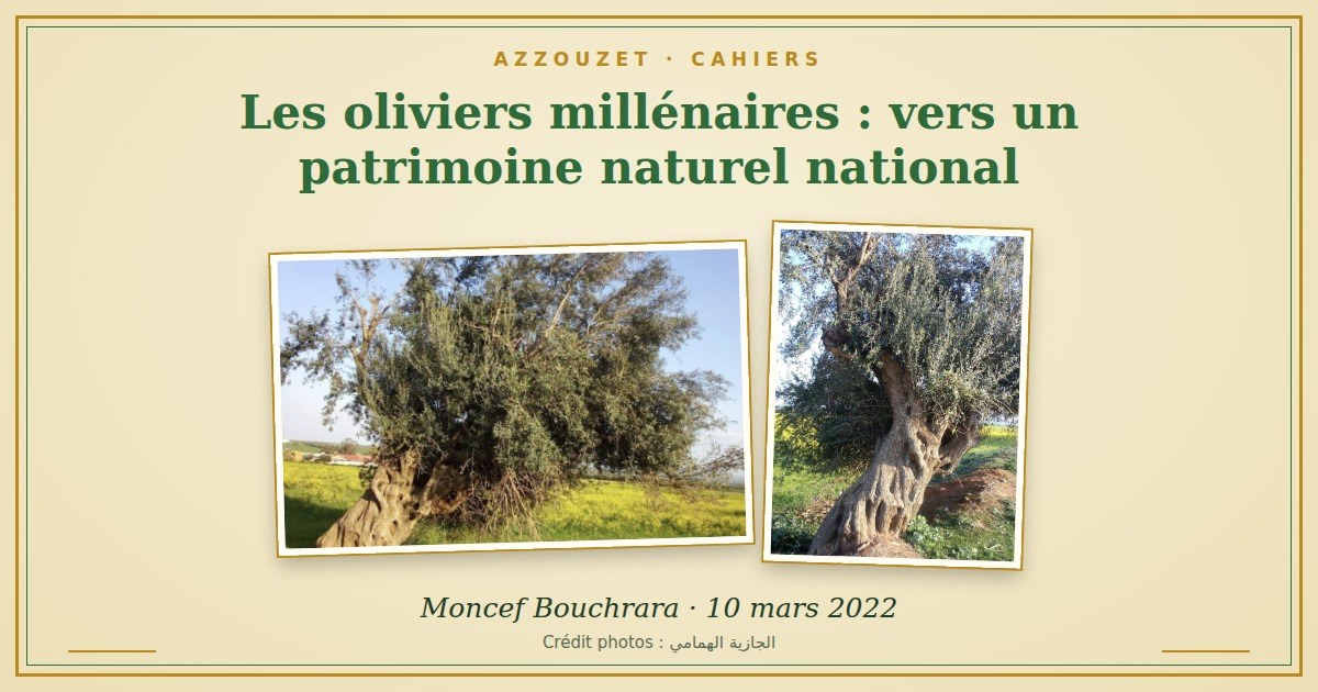 Cahier : les oliviers millénaires, vers un patrimoine naturel national
