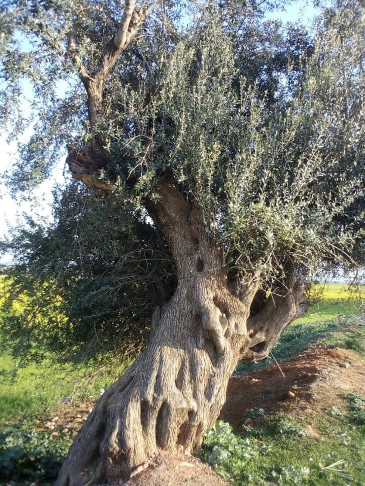 Tronc torsadé et creusé d’un vieil olivier