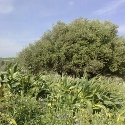 Olivier entre Ras Djebel et Ghar el Melh