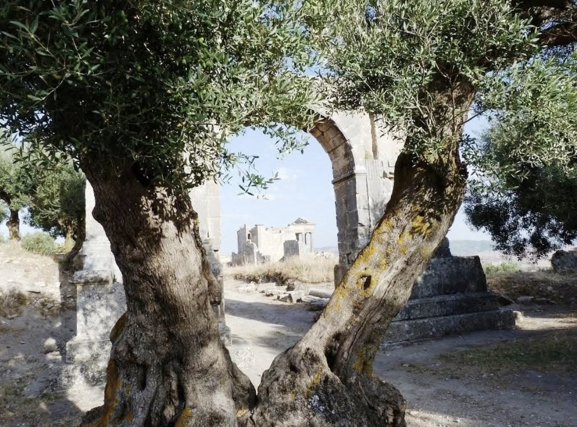 Olivier de Dougga