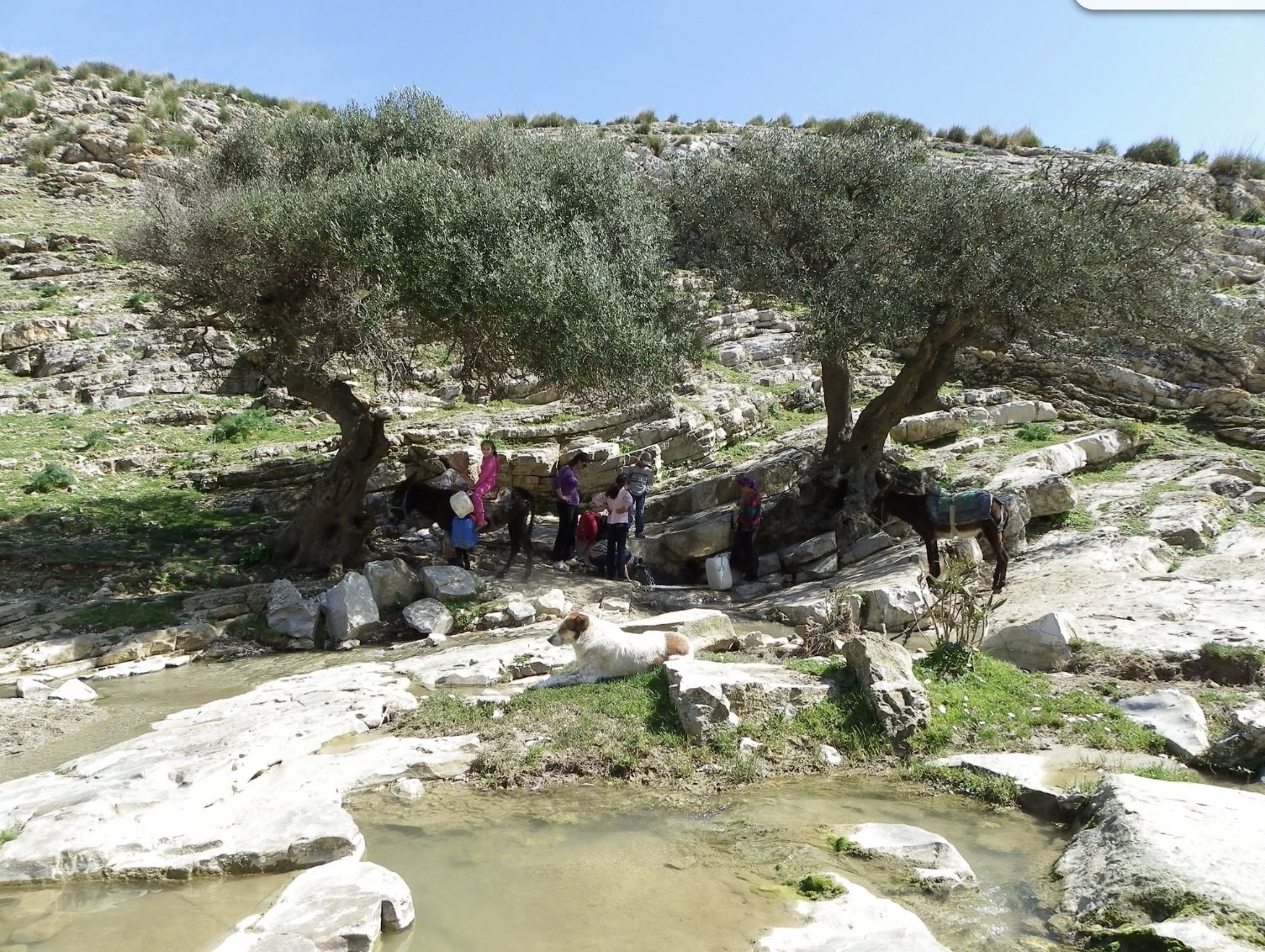 Les deux oliviers de la source de l'Oued Zitoun