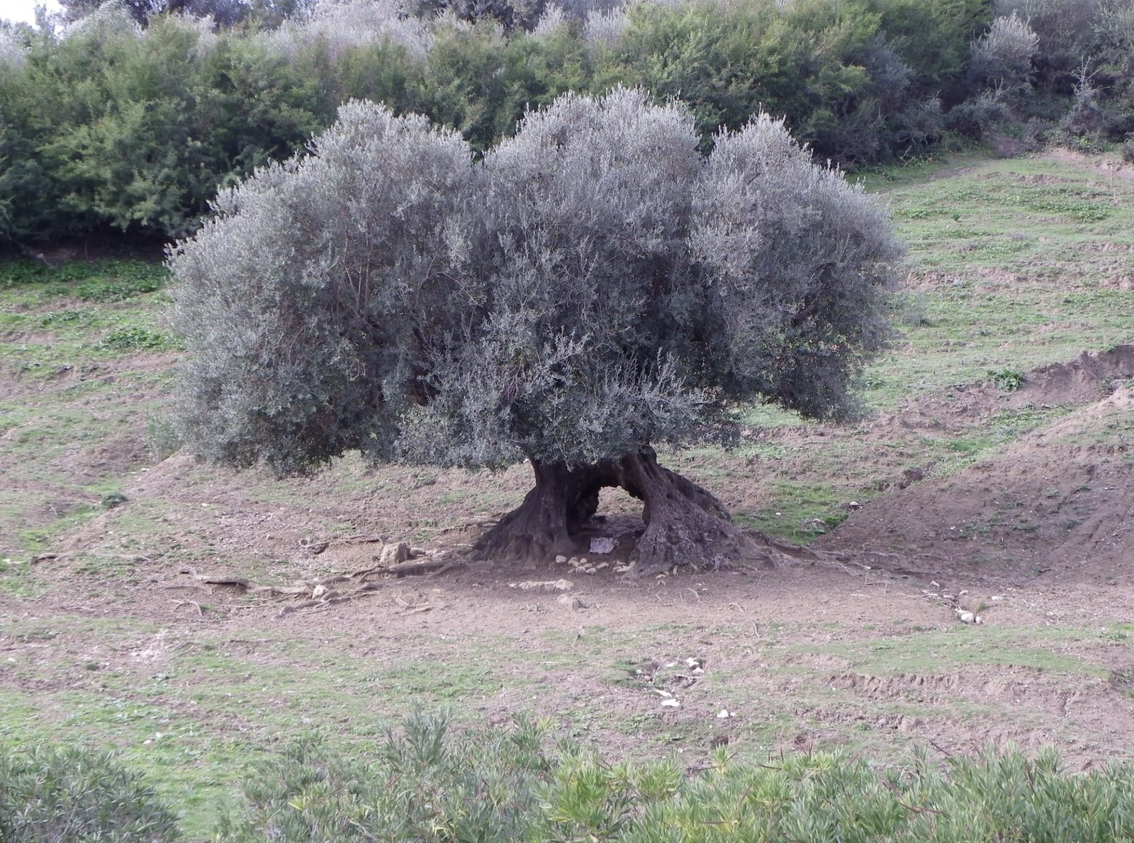 Oued Zitoun