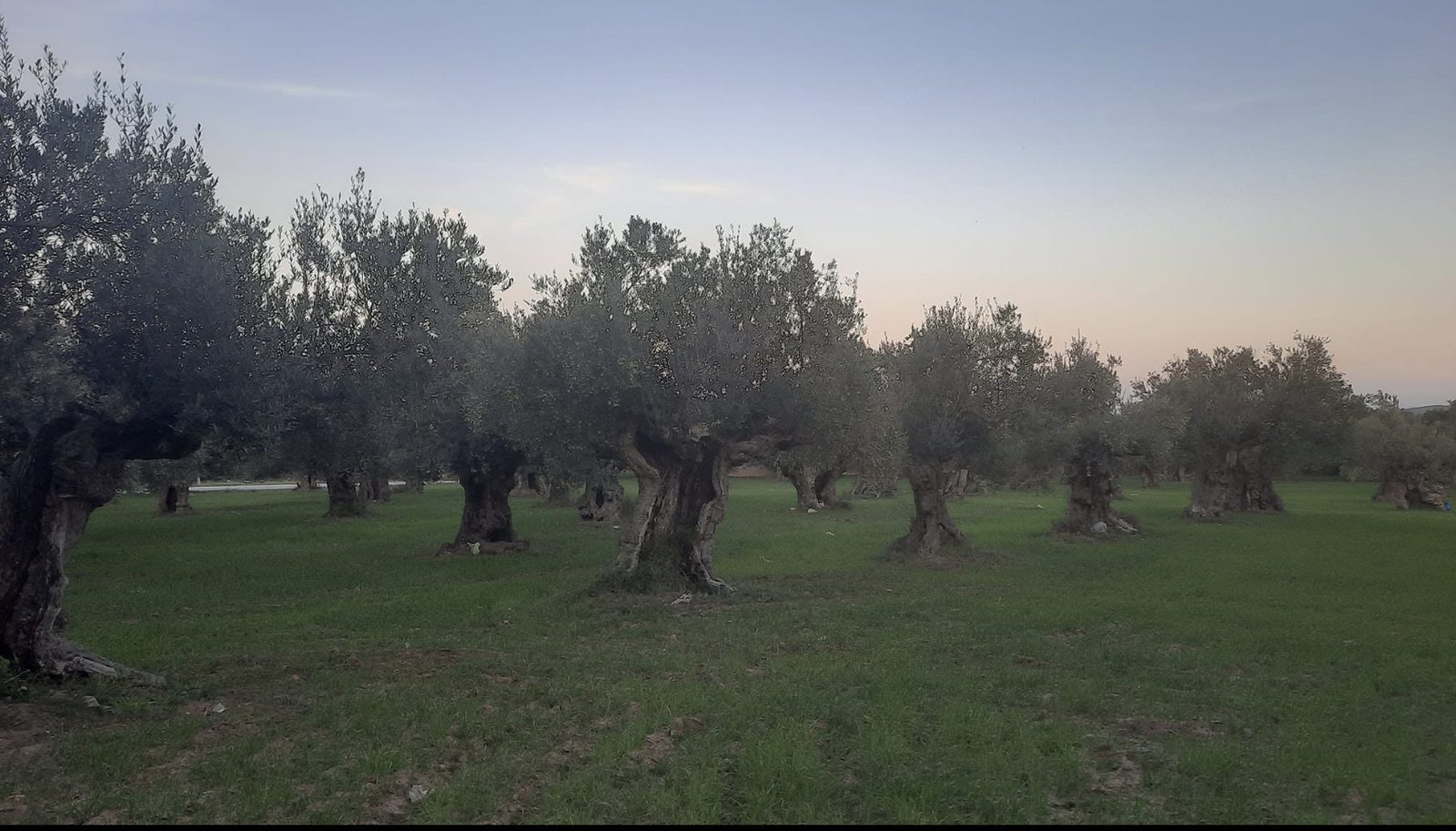 Plantation en production — Cap Zbib (Khaled BM)