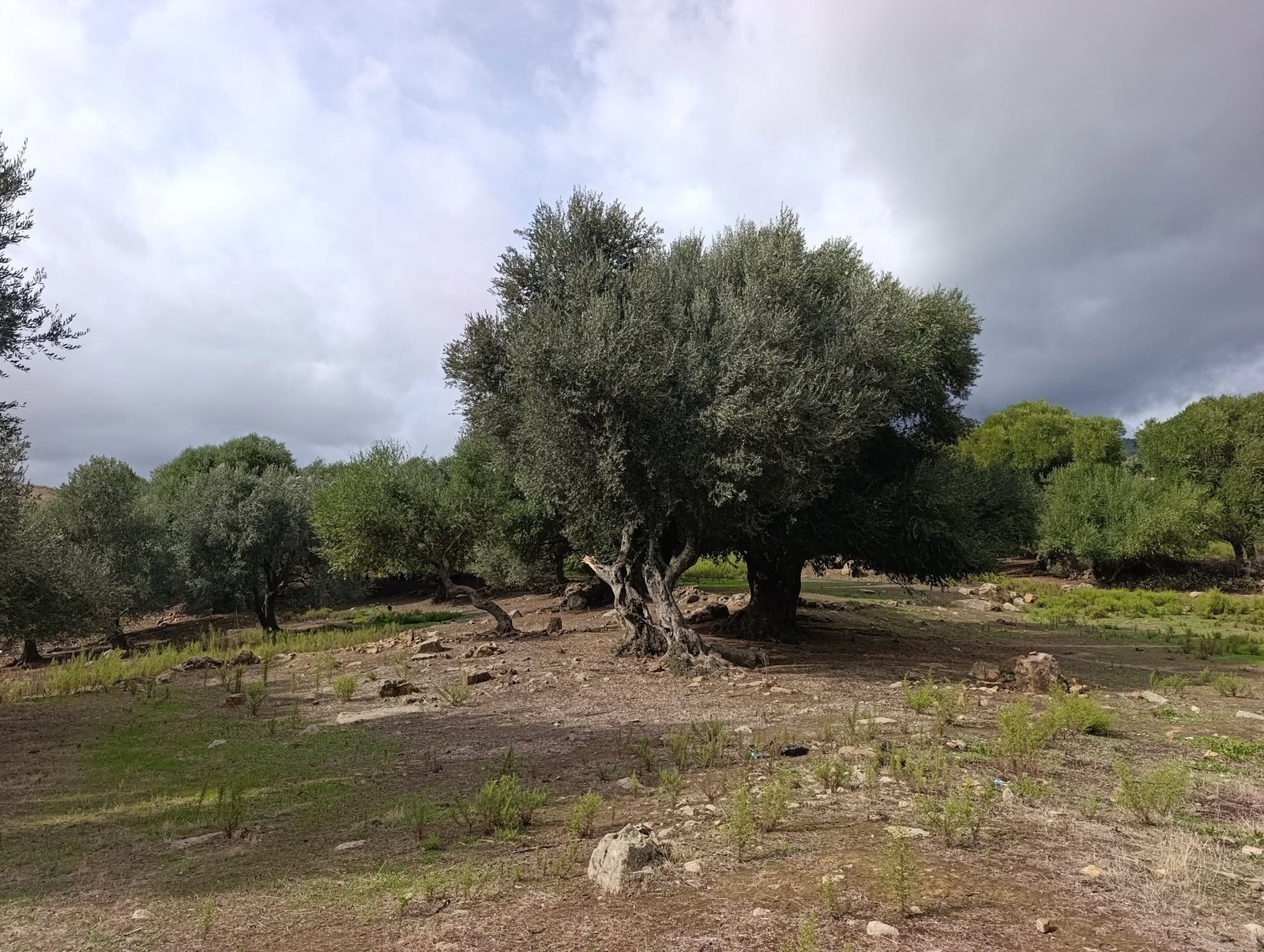 Oliviers des ruines de Moutchou