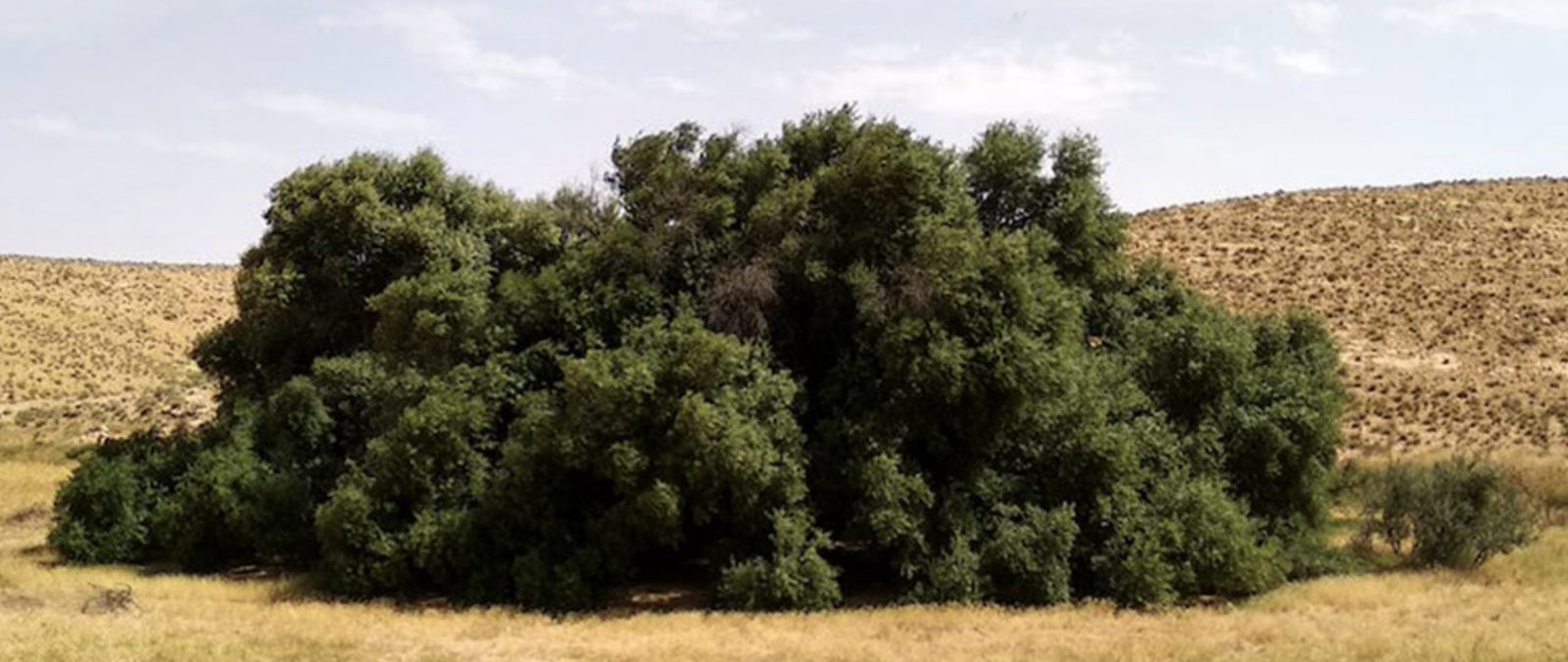Zitounet el Akarit