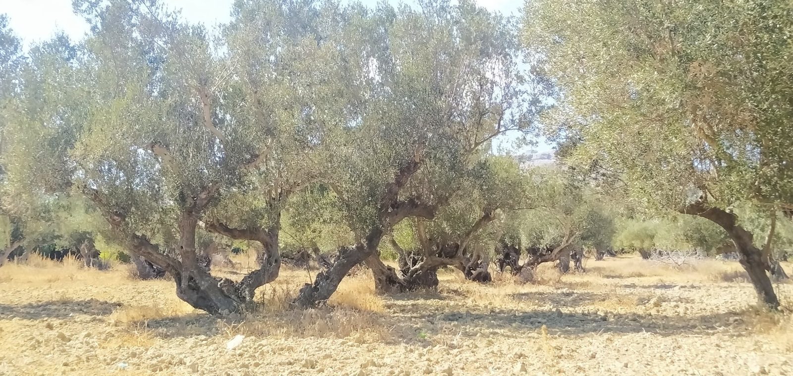 Cap Zbib Parc centenaire