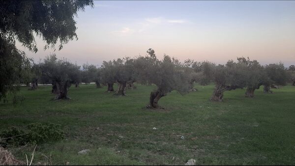 Arbres alignés