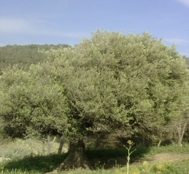 L'olivier dans la campagne