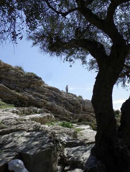 Un des deux oliviers, au pied des rochers