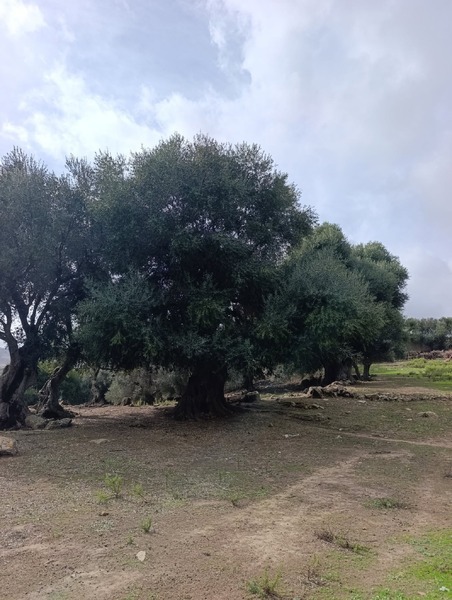 Ruines de Moutchou (9/14)