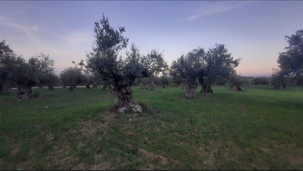 Vue d’ensemble de la plantation