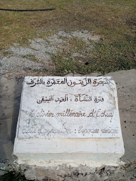 La plaque : « L'olivier millénaire d'Echraf — date d'apparition : l'époque punique »